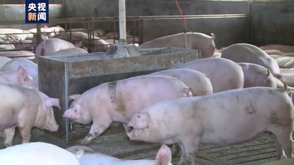 洪澇災害對全國畜產品生產影響有限，家禽家畜供應總體穩定