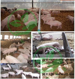 發酵床養殖技術 養豬與家禽家畜的制作方法與菌種選購指南