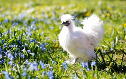 中國(guó)歷史與文化中的十大名雞盤(pán)點(diǎn)