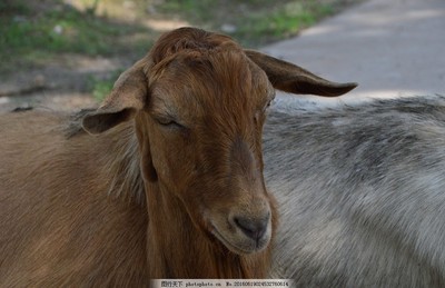 山羊綿羊與家禽家畜 人類生活中的重要伴侶