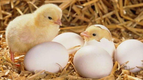 臘八迎大寒 數(shù)九寒天里的七寶五味與家禽家畜