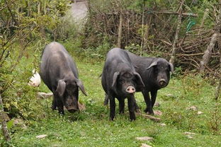 甘溪風(fēng)味 精選家禽家畜，品味舌尖上的鄉(xiāng)野