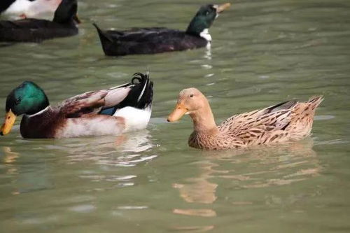 百色三款家禽家畜產(chǎn)品榮登2023年首批全國名特優(yōu)新農(nóng)產(chǎn)品名錄