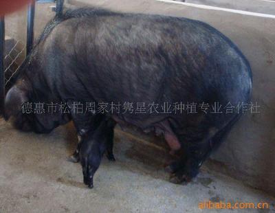 綠色養(yǎng)殖新篇章 育肥豬、種豬與有機黑豬的現(xiàn)代化供應(yīng)