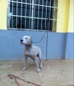 純種杜高犬的和諧守護者 一歲公犬的優(yōu)良品性與家庭適應(yīng)性