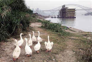 標(biāo)語與雞鳴 當(dāng)規(guī)則遭遇生活