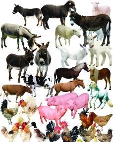 家畜與家禽 人類馴養(yǎng)動物的歷史圖鑒與生態(tài)貢獻