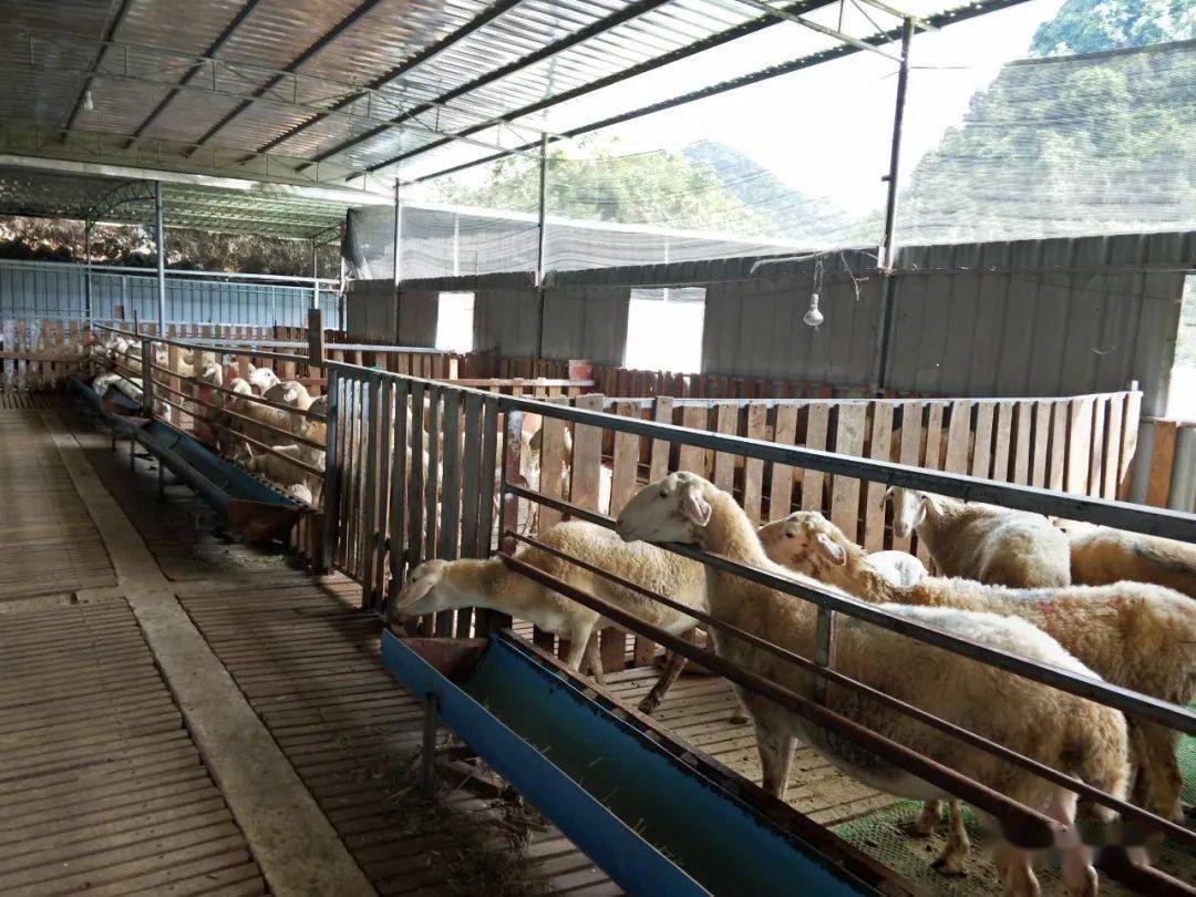 鄉(xiāng)間田園的活色生香 小農(nóng)場里的家禽家畜飼養(yǎng)記