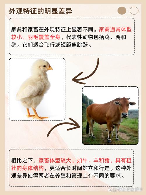 家禽與家畜 農(nóng)業(yè)文明的孿生伙伴與本質(zhì)分野